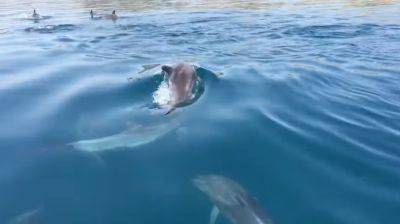 Даже животные не выдерживают: в озере погибли 150 розовых дельфинов из-за аномальной жары - подробности - ukrainianwall.com - Россия - Украина