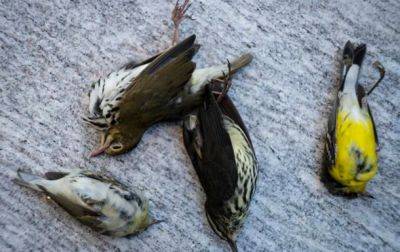 За день в Чикаго погибла тысяча птиц, врезавшись в многоэтажку - korrespondent.net - США - Украина - Индия