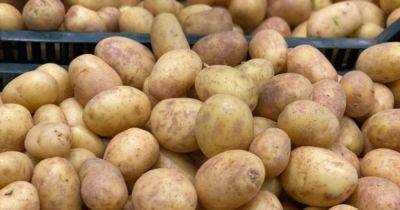 Картофель: медики назвали полезные свойства овоща - dsnews.ua - Украина