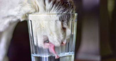 Сколько раз в день нужно менять воду в кошачьей миске - cxid.info
