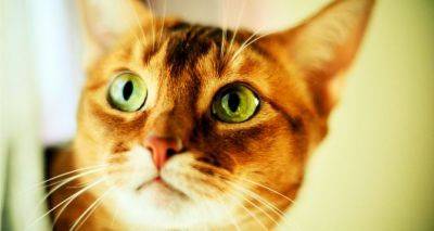 Как правильно назвать кошку: научный подход к проблеме - cxid.info