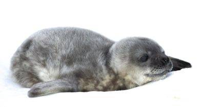 Уже пятеро: украинские полярники показали фото новорожденных тюленят - focus.ua - Украина - Англия - Антарктида - станция Академик Вернадский