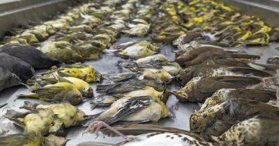Почти 1000 птиц за день: почему они погибли, объясняют ученые - focus.ua - США - Украина