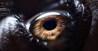 Уколы в глаз уйдут в прошлое: ученые разработали капли, заменяющие пугающую процедуру - focus.ua - Украина - шт. Иллинойс