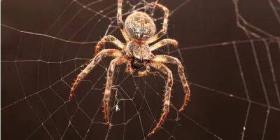 Страх пауков. Ученые обнаружили эффективный метод для борьбы с арахнофобией - nv.ua - Украина - Англия - Австралия