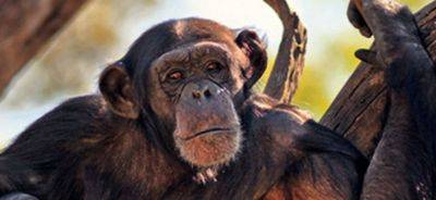PLOS Biology: шимпанзе ищут превосходство в высоте во время войн, подобно людям - obzor.lt