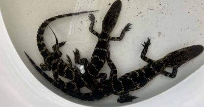 Подобрал в соседнем пруду: американец жил с 5 аллигаторами в ванной (видео) - focus.ua - США - Украина - шт.Флорида