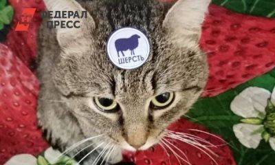 Сколько стоит содержать кота в Екатеринбурге - smartmoney.one - Россия - Екатеринбург - Свердловская обл.