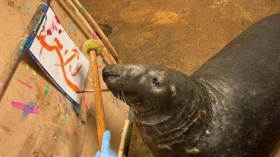 Тюлень из Калининградского зоопарка рисует для борьбы со стрессом - obzor.lt - Россия - Калининград