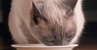 Могут ли кошки пить молоко и нужно ли им это: ученые дали ответ - focus.ua - Украина