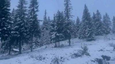 Мороз - Высокогорье Карпат замело снегом – фото - ru.slovoidilo.ua - Украина - Киев - Гсчс