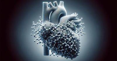Путь к сердцу. Ученые разгадали неизвестные процессы управления сердечной мышцей - focus.ua - Украина - штат Кентукки - шт. Массачусетс