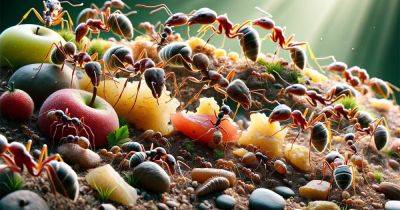 Гастрономические вундеркинды: больные муравьи способны выбирать пищу, лечащую заболевания - focus.ua - Украина - Финляндия