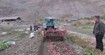 В Согде увеличилось производство картофеля - dialog.tj - Таджикистан