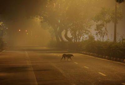 Мира Городов - Токсичный смог охватил Нью-Дели: столица Индии снова самый грязный город в мире - unn.com.ua - Украина - Киев - Швейцария - Индия - Нью-Дели - Reuters