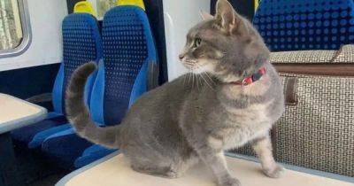 Увидели фото в соцсетях: кот путешествовал поездом, а владельцы и не догадывались (фото) - focus.ua - Украина - Англия