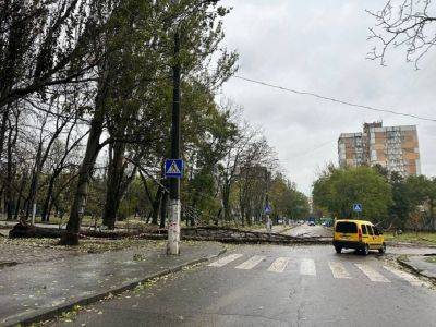 В Одессе упало полсотни деревьев и выпал первый снег | Новости Одессы - odessa-life.od.ua - Украина - Одесса