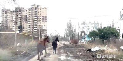 Нацполиция и волонтер эвакуировали из Авдеевки двух лошадей — видео - nv.ua - Украина - Донецкая обл.