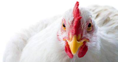 Эксперты прогнозируют ухудшение ситуации с гриппом птиц в мире - produkt.by - США - Белоруссия - Румыния - Мексика - Болгария - штат Южная Дакота