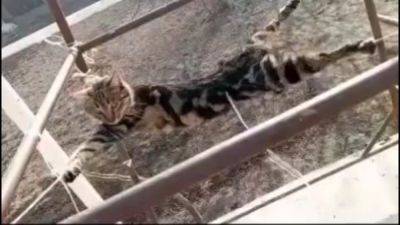 Мужчина распял кота за то, что он охотился за его голубями. Треш-видео - podrobno.uz - Узбекистан - Ташкент