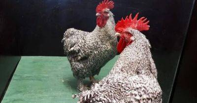 В Австралии женщину убил домашний петух: клюнул, когда она собирала яйца в курятнике (фото) - focus.ua - Украина - Австралия - шт.Флорида - штат Южная
