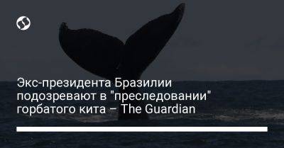 Жаир Болсонар - Экс-президента Бразилии подозревают в "преследовании" горбатого кита – The Guardian - liga.net - Украина - Япония - Бразилия