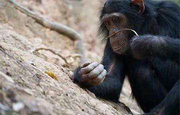 Ученые рассказали, как шимпанзе ловят термитов на удочку - charter97.org - Белоруссия - Танзания