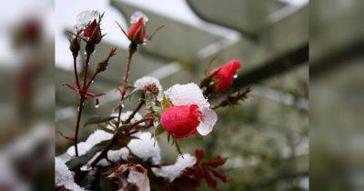 Используйте мешковину или подобную крепкую ткань: готовим розы к зимовке - fakty.ua - Украина