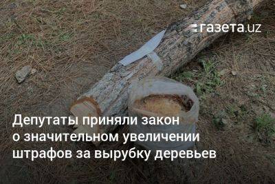 Депутаты приняли закон о значительном увеличении штрафов за вырубку деревьев в Узбекистане - gazeta.uz - Узбекистан