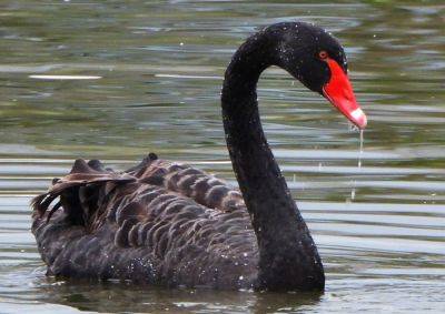 На пруду в Чехии заметили черного лебедя: видео - vinegret.cz - Австралия - Чехия