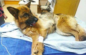 Под Смолевичами сельчане спасли травмированную собаку - charter97.org - Белоруссия - Минск