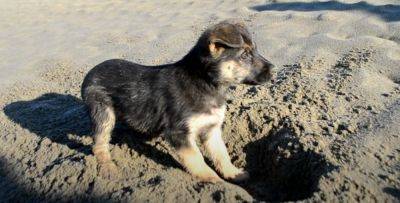 Многие говорят, что это к покойнику: почему на самом деле собака начинает рыть ямы во дворе. Обратите на это внимание - hyser.com.ua - Украина