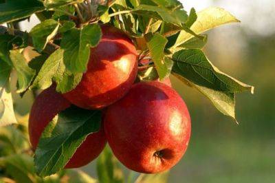 Не пропустите это важное время: уберечь яблони от морозов, чтобы не погубить деревья - hyser.com.ua - Украина