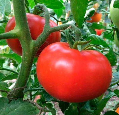 Запишите эту хитрость: как при помощи соды вырастить помидоры размером с крупный кулак - hyser.com.ua - Украина - шт.Северная Каролина