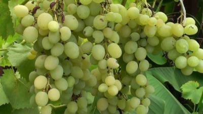 Вашему винограду будет завидовать всё село: как приготовить самодельное удобрение, от которого урожая будет в два раза больше - hyser.com.ua - Украина