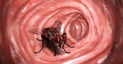 Загадка для врачей: живую жужжащую муху обнаружили в желудке человека (фото) - focus.ua - США - Украина - штат Миссури