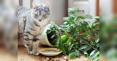 Орхидея, фиалка и денежное дерево: комнатные растения, безопасные для кошек и собак - fakty.ua - Украина
