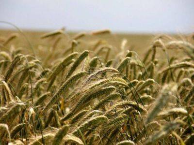 Андрей Белоусов - Россия запретила экспорт пшеницы на полгода с 1 декабря - smartmoney.one - Россия