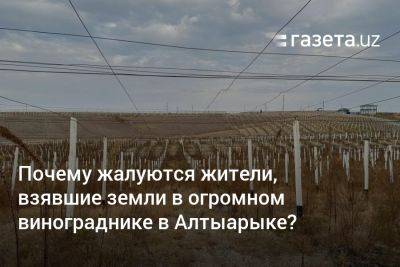 Шавкат Мирзиеев - Почему жалуются жители, взявшие земли в огромном винограднике в Алтыарыке? - gazeta.uz - Узбекистан