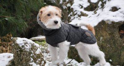Когда действительно нужно одевать собаку. При какой температуре нужно утеплять пса на прогулке - cxid.info