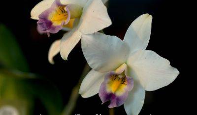 Даже молоко сгодится: какие необычные методы подкормки орхидей полезны для вашего растения - ukrainianwall.com - Украина