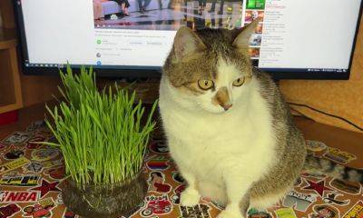 "Травоядный" будет доволен: как дома вырастить траву для кота - ukrainianwall.com - Украина