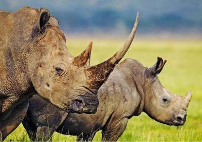 Научная сенсация: в Европе жили носороги. Придётся переписывать учебники - obzor.lt - Европа