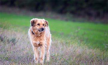 Ветеринары показали, как собаки могут выглядеть через 10 тысяч лет - charter97.org - Белоруссия