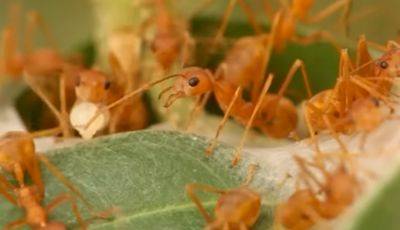 Сделайте это уже в следующем году: хитрости, которые помогут избавиться от муравьев на даче и огороде - hyser.com.ua - Украина