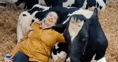Объятия с коровами за 50 фунтов: в Британии придумали новый вид борьбы со стрессом (видео) - focus.ua - США - Украина - Англия