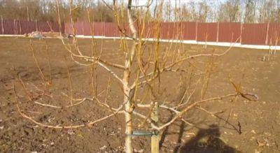 Как правильно обрезать деревья на зиму: советы, которые увеличат урожай - politeka.net - Украина