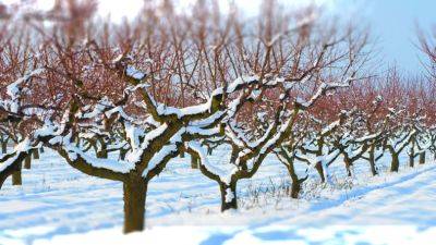Можно остаться без фруктовых деревьев: как подготовить сад к снегопадам и нужно ли сбивать лед с веток - hyser.com.ua - Украина