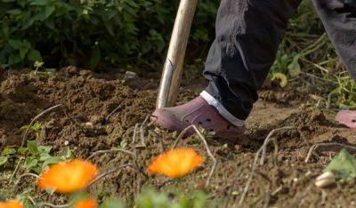 "Угостите" свою почву напоследок: чем нужно удобрить землю в последнюю неделю осени, чтобы грядущий урожай был богатым - ukrainianwall.com - Украина