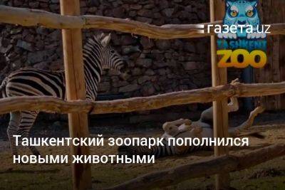 Ташкентский зоопарк пополнился новыми животными - gazeta.uz - Узбекистан - Ташкент - Стамбул - Юар - Йоханнесбург
